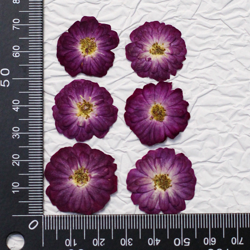 60 Yellow Mixed-size Pressed R - Resin Craft Ideas review and price