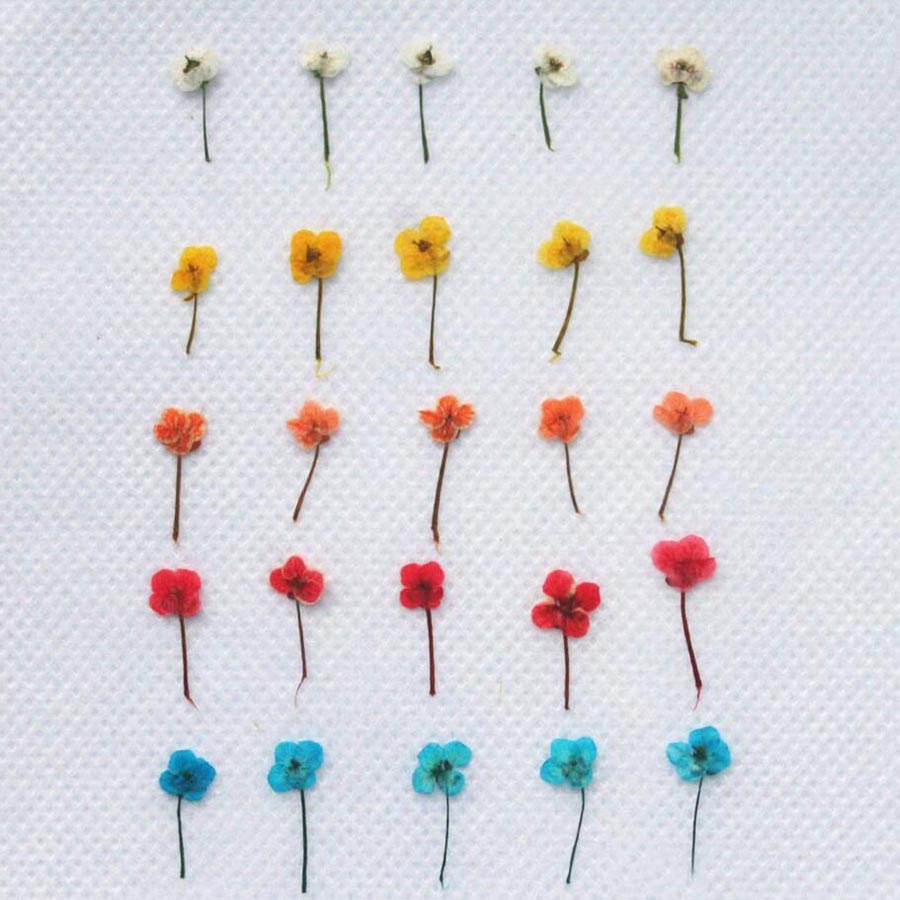 60pcs Mini Pressed Dried Flowe - Resin Craft Ideas review and price