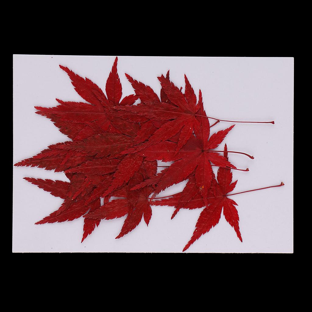 Dried Natural Flowers Crafts R - Resin Craft Ideas review and price